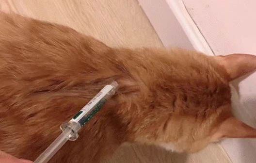 貓咪貓糧多久換一次