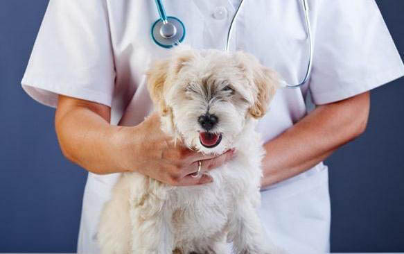 犬瘟停針多久后可以測試抗體