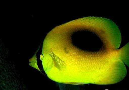 怪蝴蝶魚好養嗎