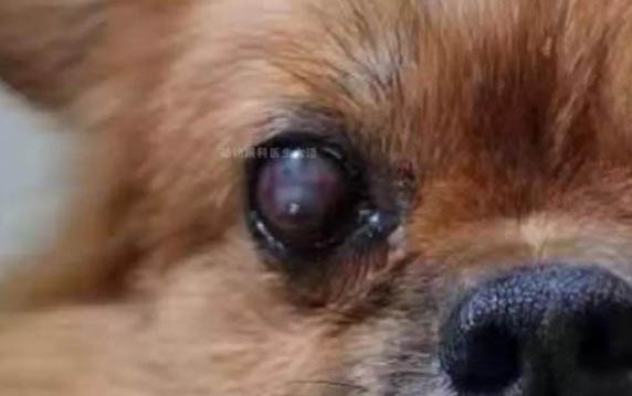 狗狗吃芒果會中毒嗎
