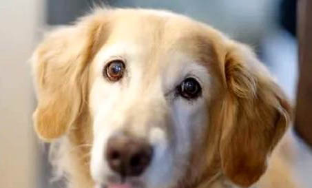 訓犬哪里有狗狗訓練學校