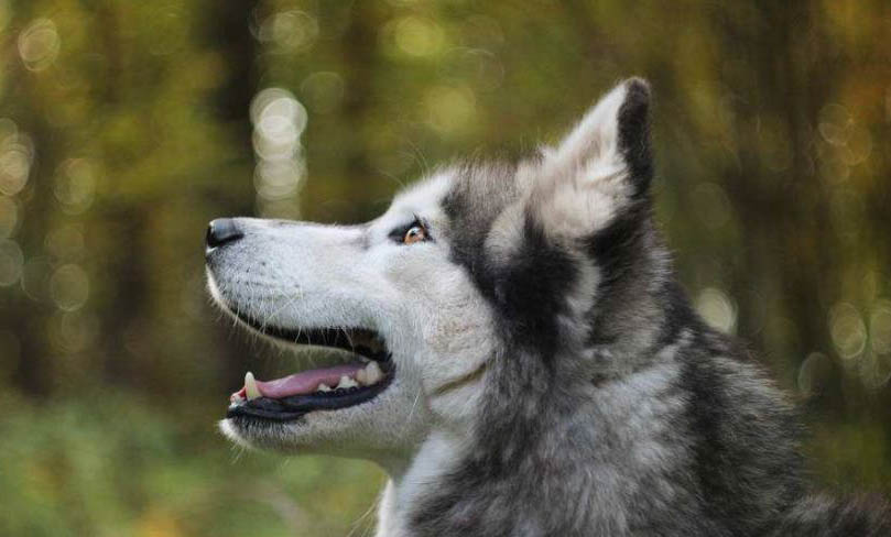 哈士奇幼犬多少錢