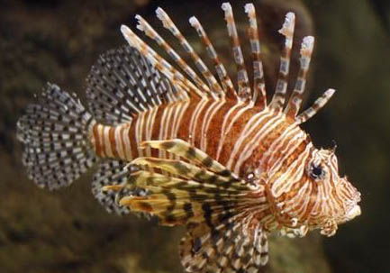 獅子頭金魚到底能長多大