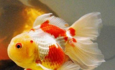 可以養的鯊魚有哪些?