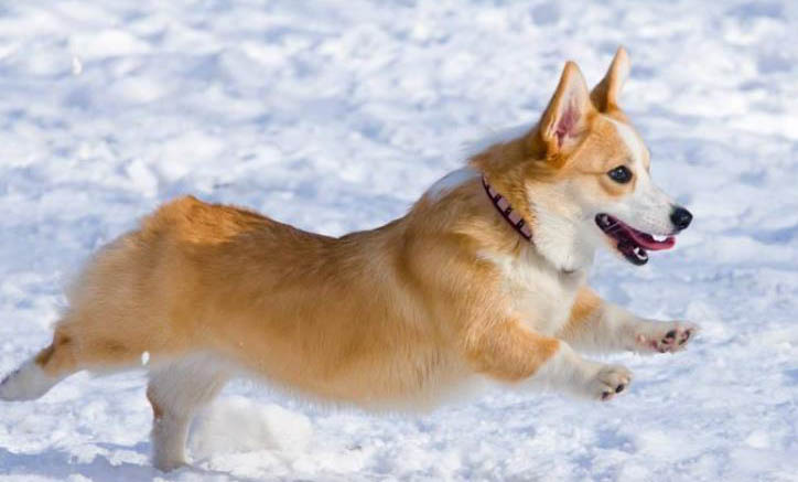 好的柯基犬什么樣犬舍價格哪里有賣