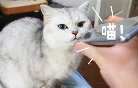 貓咪耳朵很臟為什么不洗呢