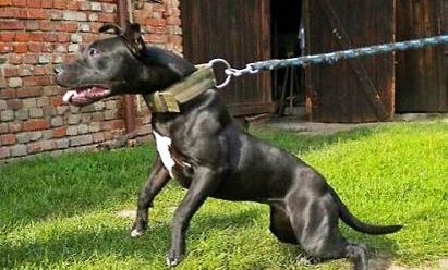 美國比特犬適合家養嗎