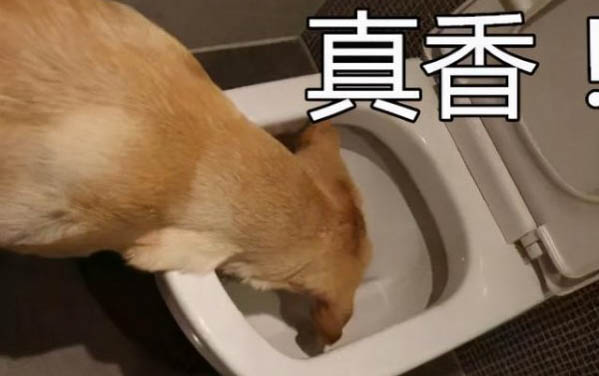 狗狗突然一直打噴嚏是怎么回事