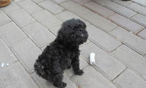 貴賓犬和雪納瑞哪個好養(yǎng)
