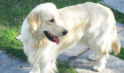 金毛尋回犬和拉布拉多區(qū)別有哪些