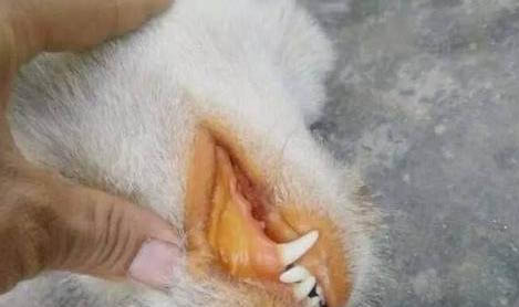 房間有狗虱子怎么消滅