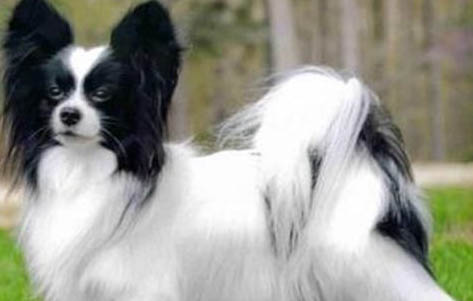 犬瘟死了多久可以養