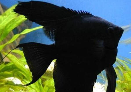 熱帶魚糧價(jià)格表