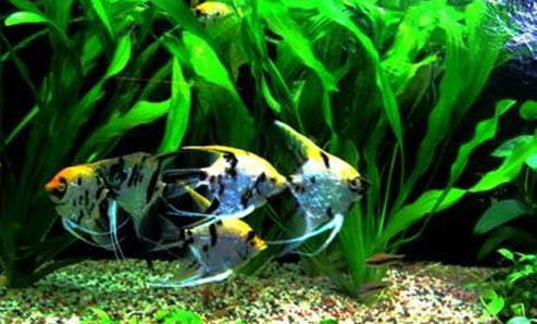 冬季釣鯉魚怎樣選擇釣位