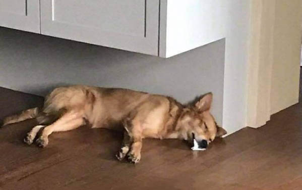 狗狗有哪些品種介紹