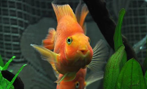 觀賞魚(yú)銀龍魚(yú)能吃嗎