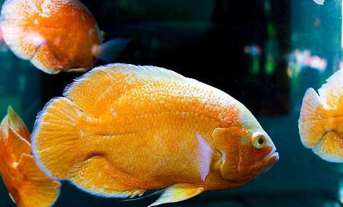 地圖魚和國魚混養需要注意什么?