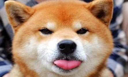 柴犬一般多少錢一只