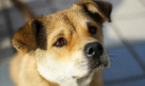 中華田園犬土狗買錢多少錢一只