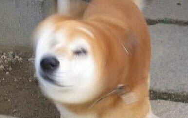 狗狗智商高的5個表現