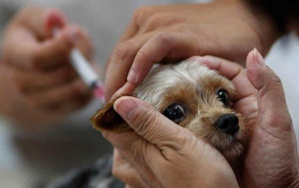 古牧幼犬價格大概多少錢一只古牧幼犬的價格