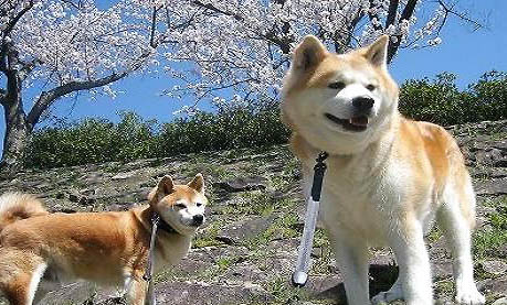 秋田犬和柴犬哪個聰明