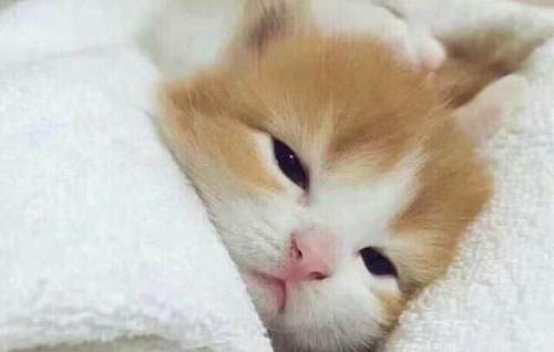 小貓多久可以洗澡