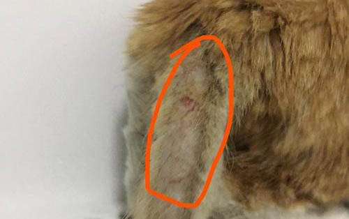 貓咪眼角白色分泌物,內眼瞼腫