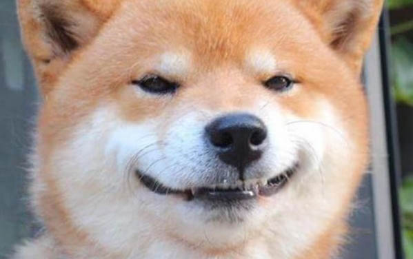 狗狗疫苗哪個牌子的好