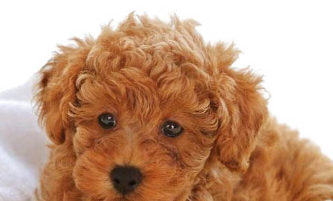 貴賓犬幼犬有幾種顏色