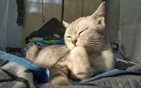 小貓打架不管可以嗎