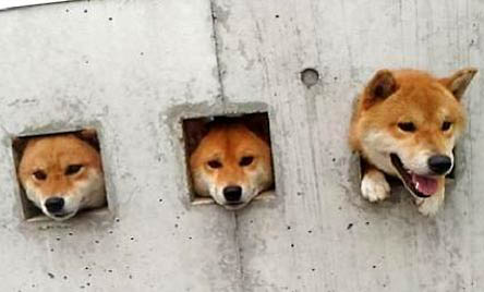 柴犬不能吃什么