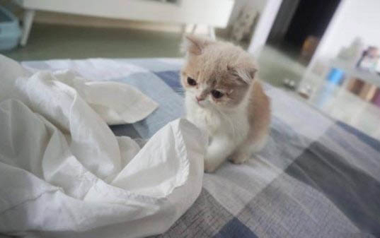 貓咪懷孕幾個月生產啊