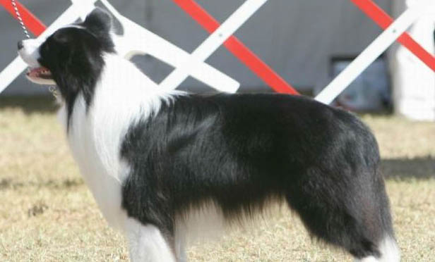 邊境牧羊犬性格如何