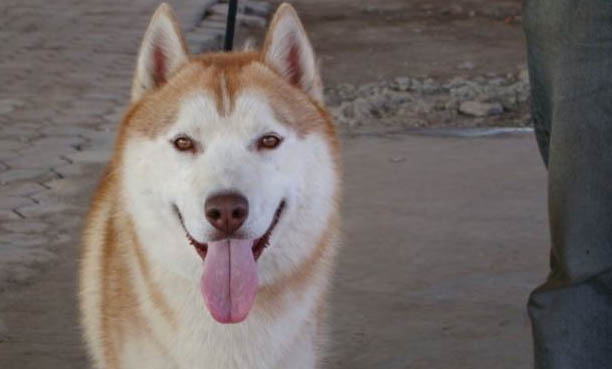 阿拉斯加犬和邊牧串串