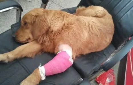 怎么判斷狗狗發燒,狗狗的正常體溫