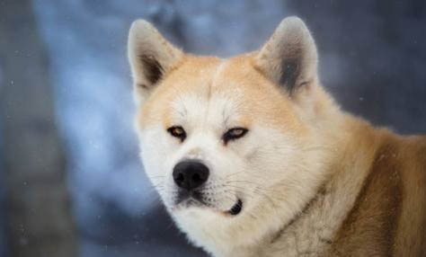 柴犬從幾個月適合開始訓練