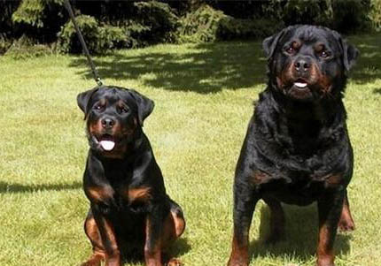 純種羅威納犬的特征