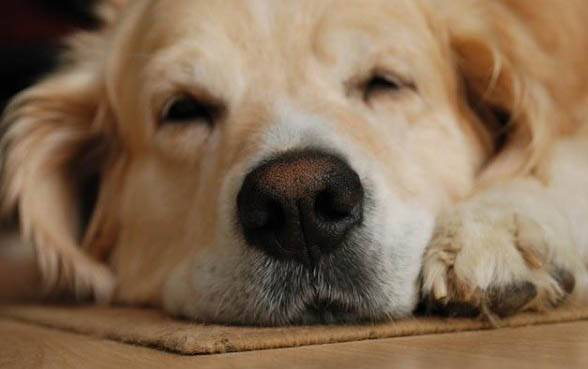 狗狗為什么會流眼淚