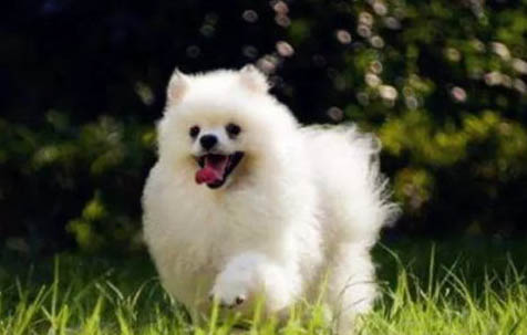 博美犬拉稀沒(méi)精神怎么辦