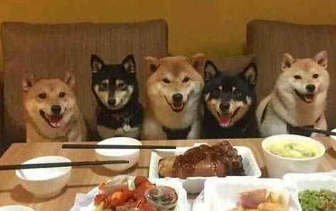 狗狗能不能吃蝦頭