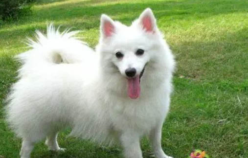 銀狐犬多久洗澡一次比較好