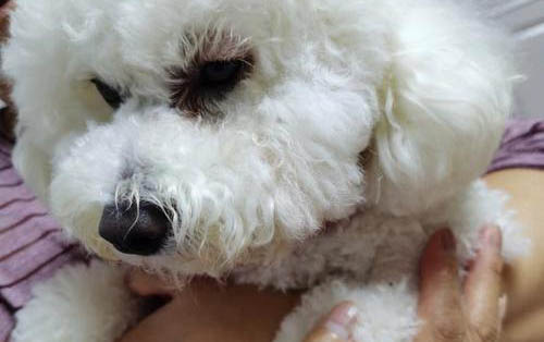 狗狗身上起紅色小疙瘩是什么原因