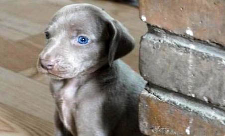 美國水獵犬拉尿怎么教