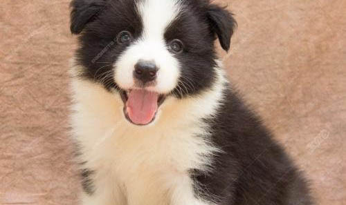 幼犬吃狗糧需要泡嗎