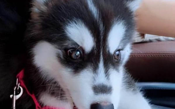 狗狗被野貓咬傷會得狂犬病嗎?