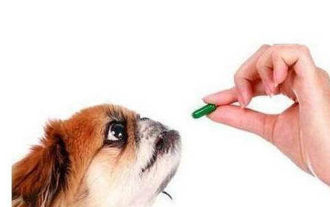 狗狗拉肚子的時(shí)候可以洗澡嗎