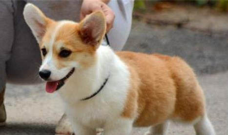 東德幼犬怎么保養東德幼犬怎么挑選