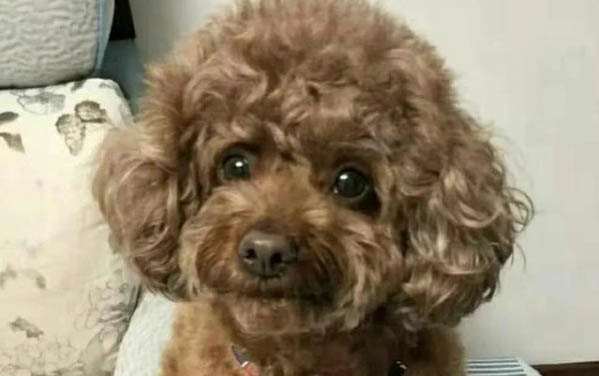 狗狗絕育會恨主人嗎