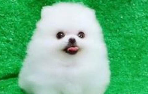 怎么樣區別微小茶杯犬？